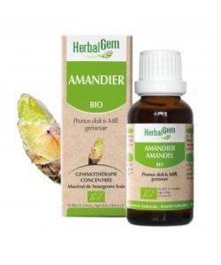 Amandier (Prunus amygdalus) bourgeon BIO, 15 ml